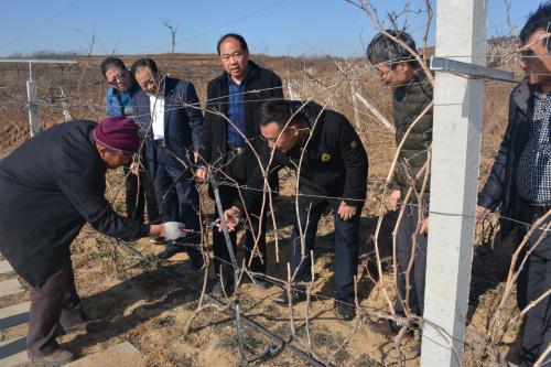 在示范基地考察指导葡萄冬季管理.jpg