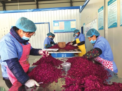 玫瑰花.jpg