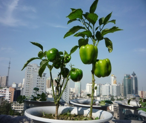 2016071403101595.jpg